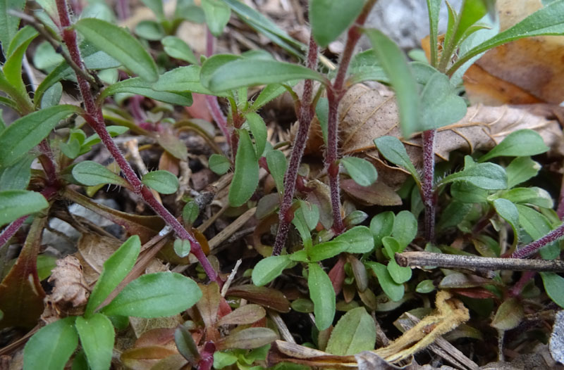Saponaria ocymoides / Saponaria rossa